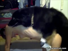 Incredible animal sex compilation movie featuring never before seen whores fuck with dog 